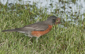 American Robin