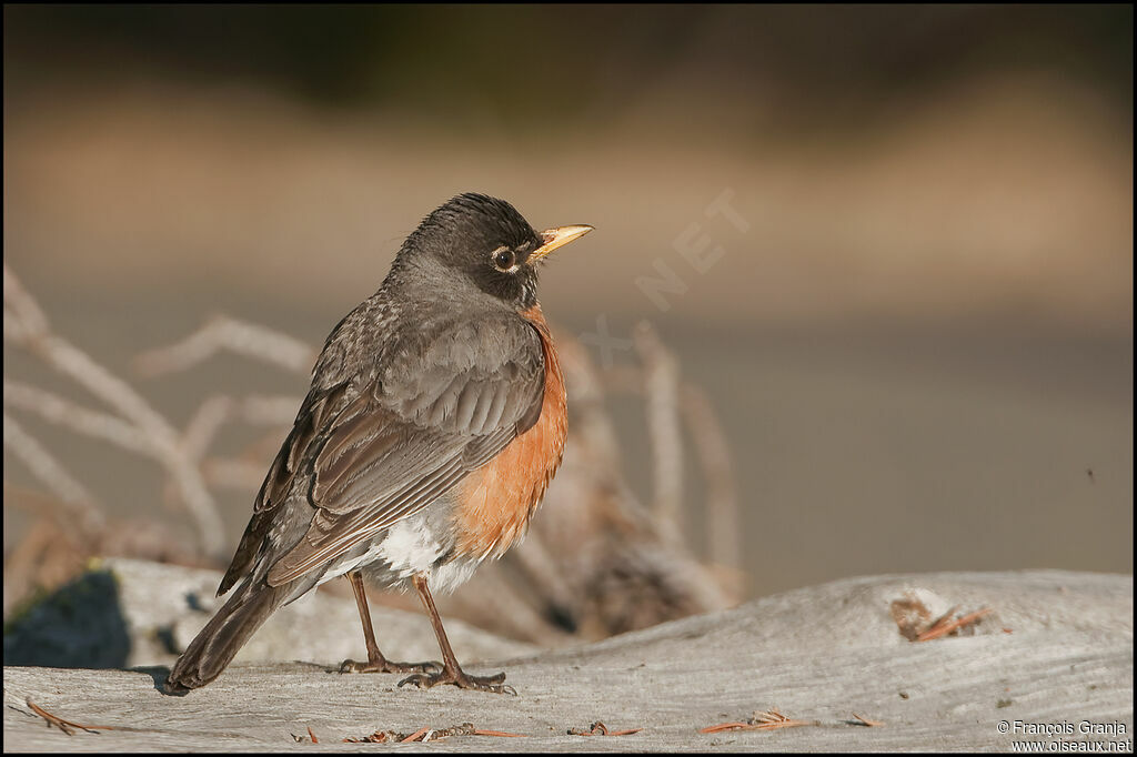 American Robinadult