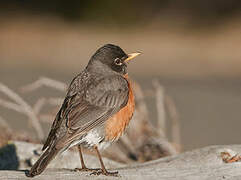 American Robin