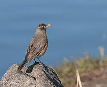 American Robin