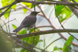 Ecuadorian Thrush