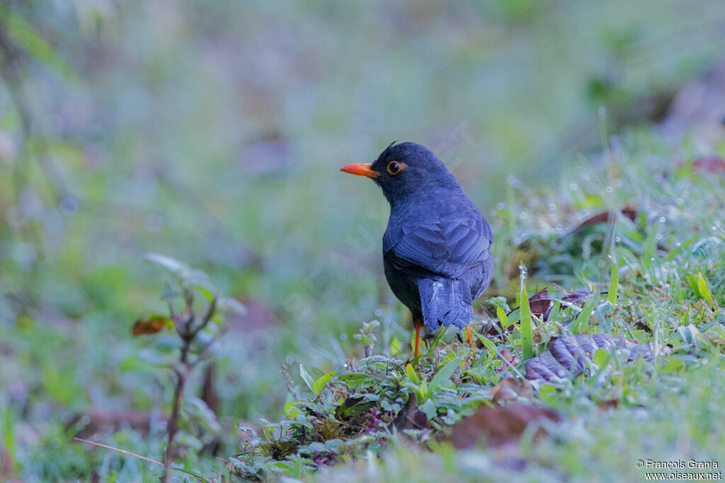 Indian Blackbird