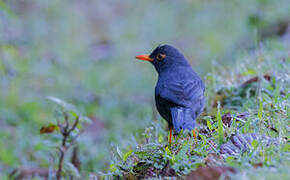 Indian Blackbird