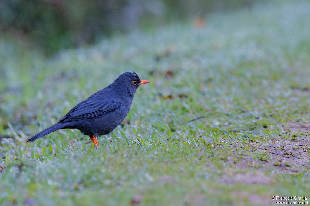 Indian Blackbird