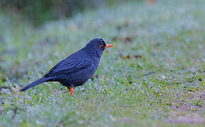 Indian Blackbird