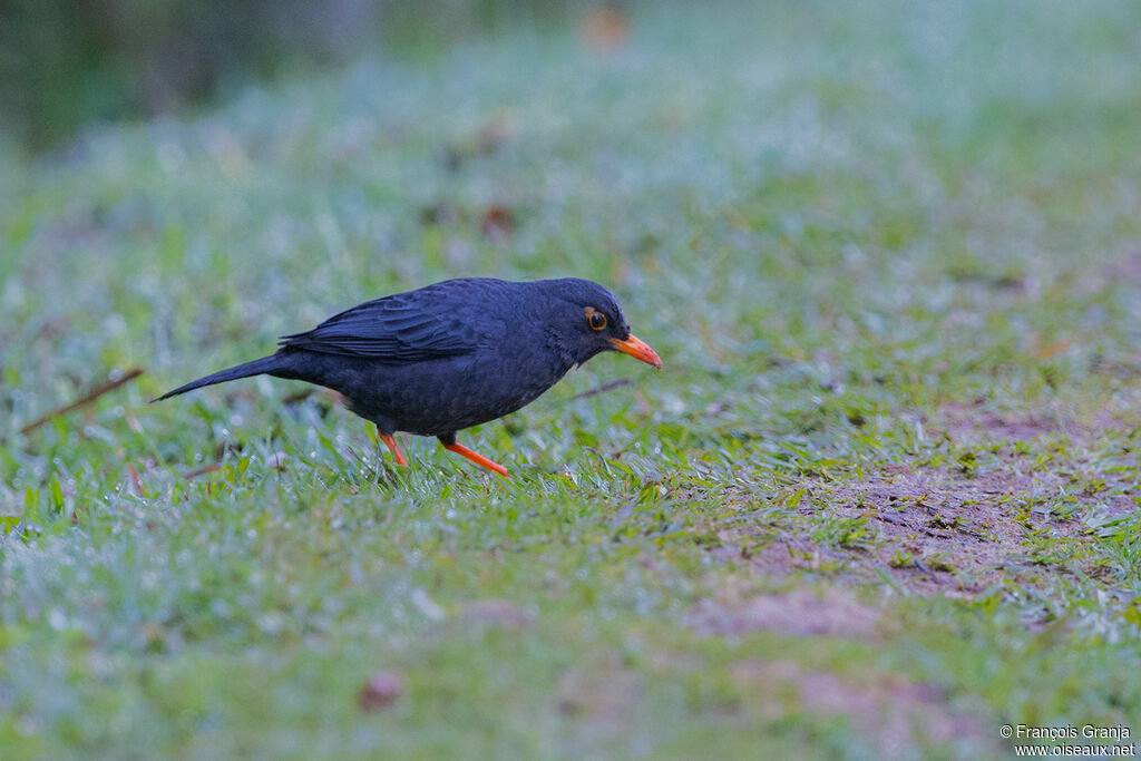 Indian Blackbird