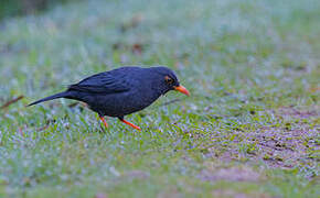 Indian Blackbird