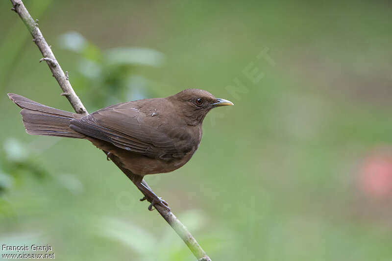 Clay-colored Thrushadult, identification, Behaviour