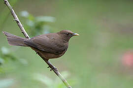 Clay-colored Thrush