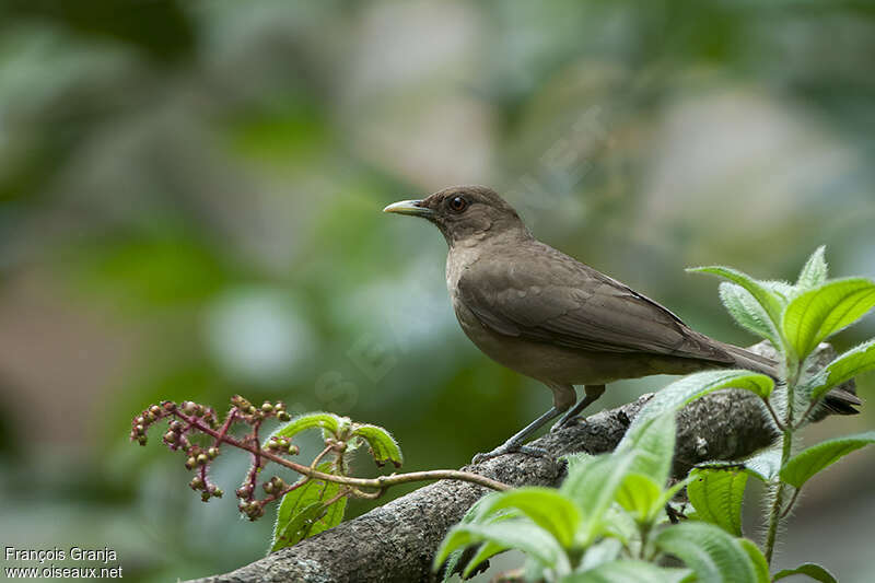 Clay-colored Thrushadult, identification