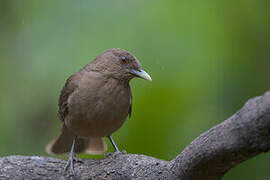 Clay-colored Thrush