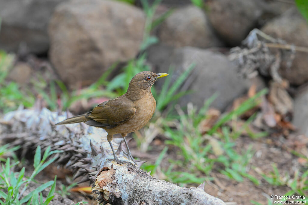 Clay-colored Thrush