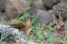 Clay-colored Thrush