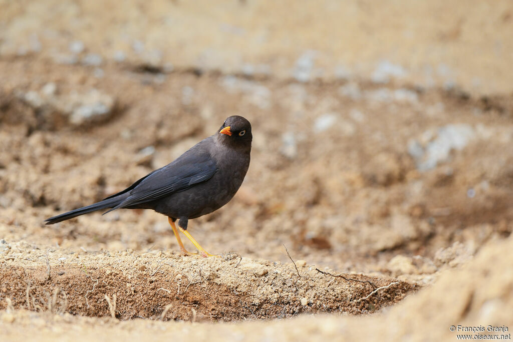 Sooty Thrush