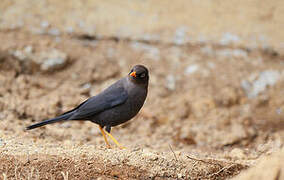 Sooty Thrush