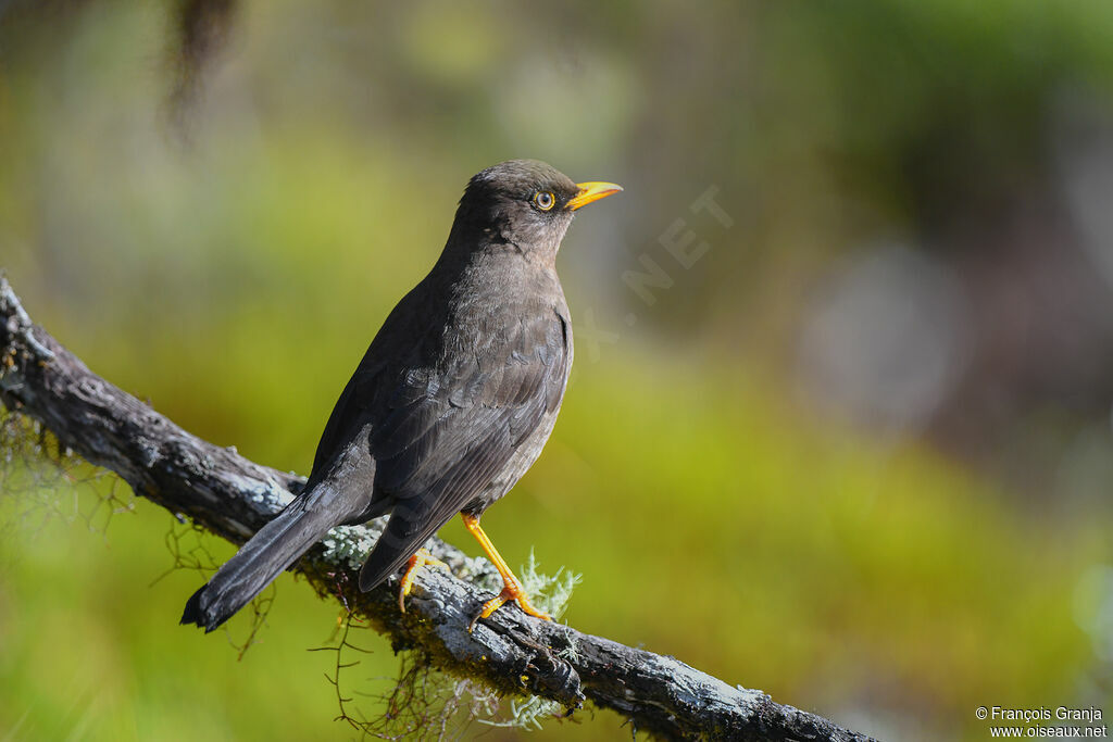 Sooty Thrush