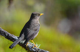 Sooty Thrush