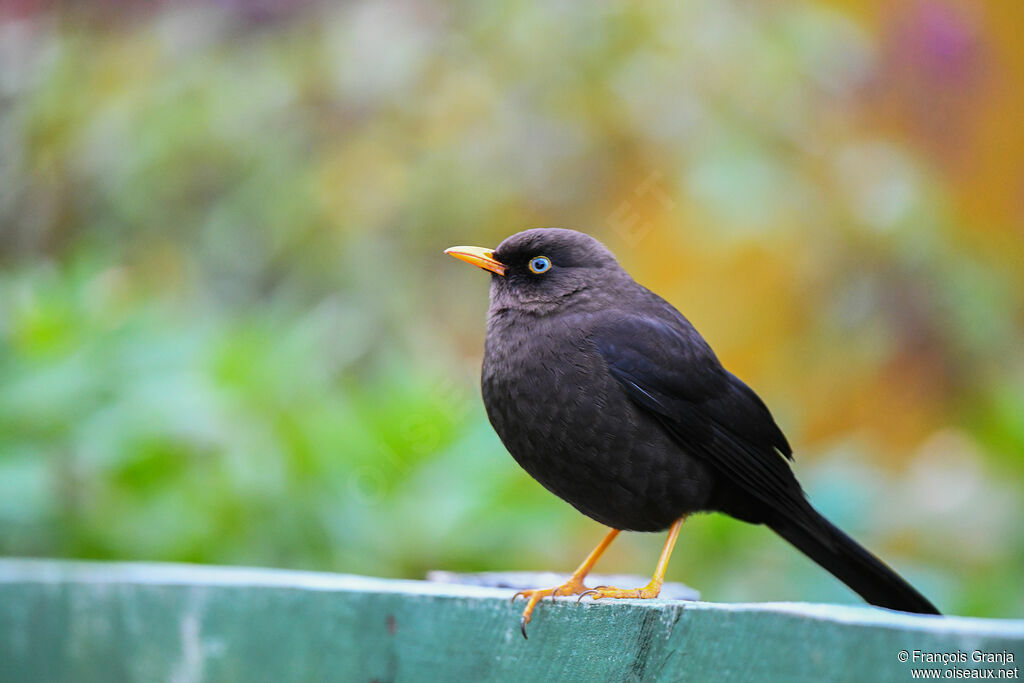 Sooty Thrush