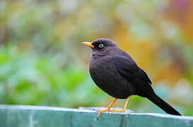 Sooty Thrush