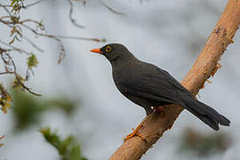 Great Thrush