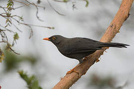 Great Thrush