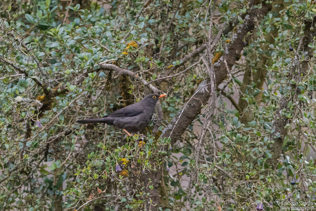 Great Thrush