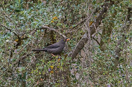 Great Thrush