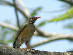 Kurrichane Thrush