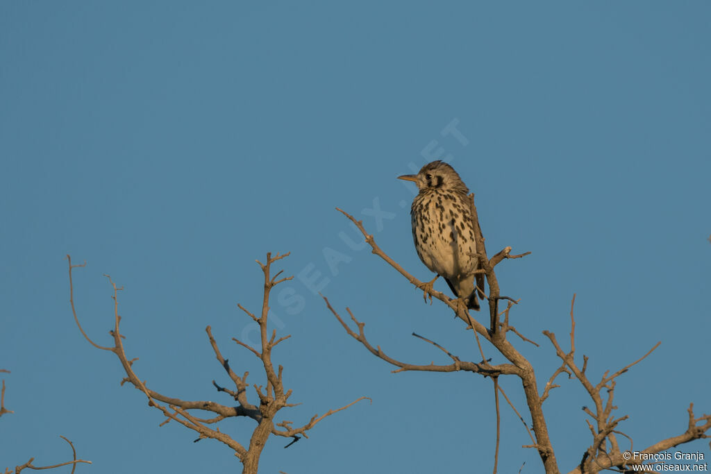 Groundscraper Thrush