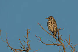 Groundscraper Thrush