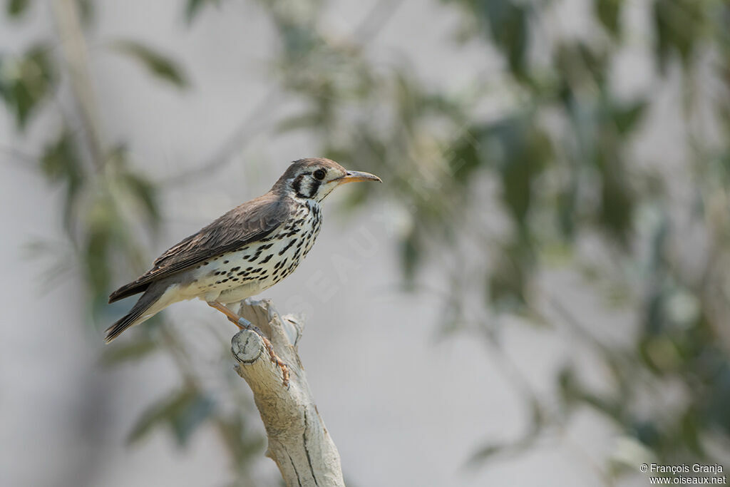 Groundscraper Thrush