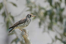 Groundscraper Thrush