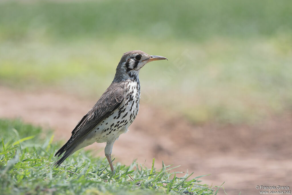 Groundscraper Thrush