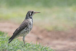 Groundscraper Thrush