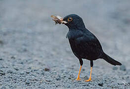 Glossy-black Thrush