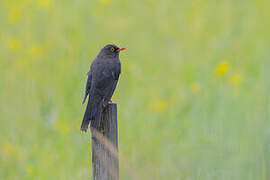 Glossy-black Thrush