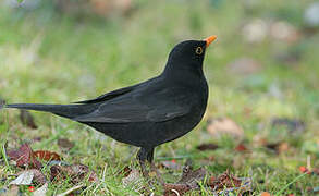 Common Blackbird