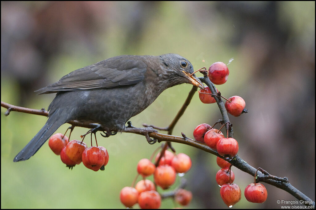 Common Blackbird female adult