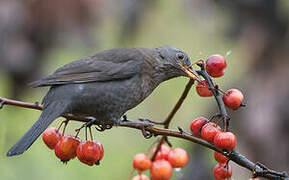 Common Blackbird