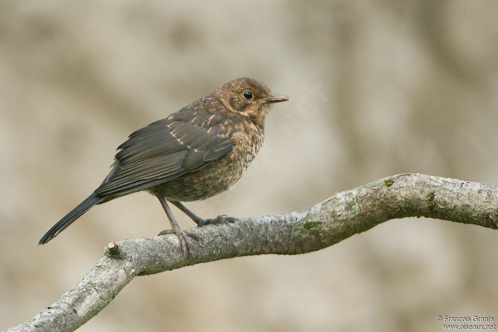 Common Blackbirdjuvenile