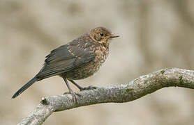 Common Blackbird