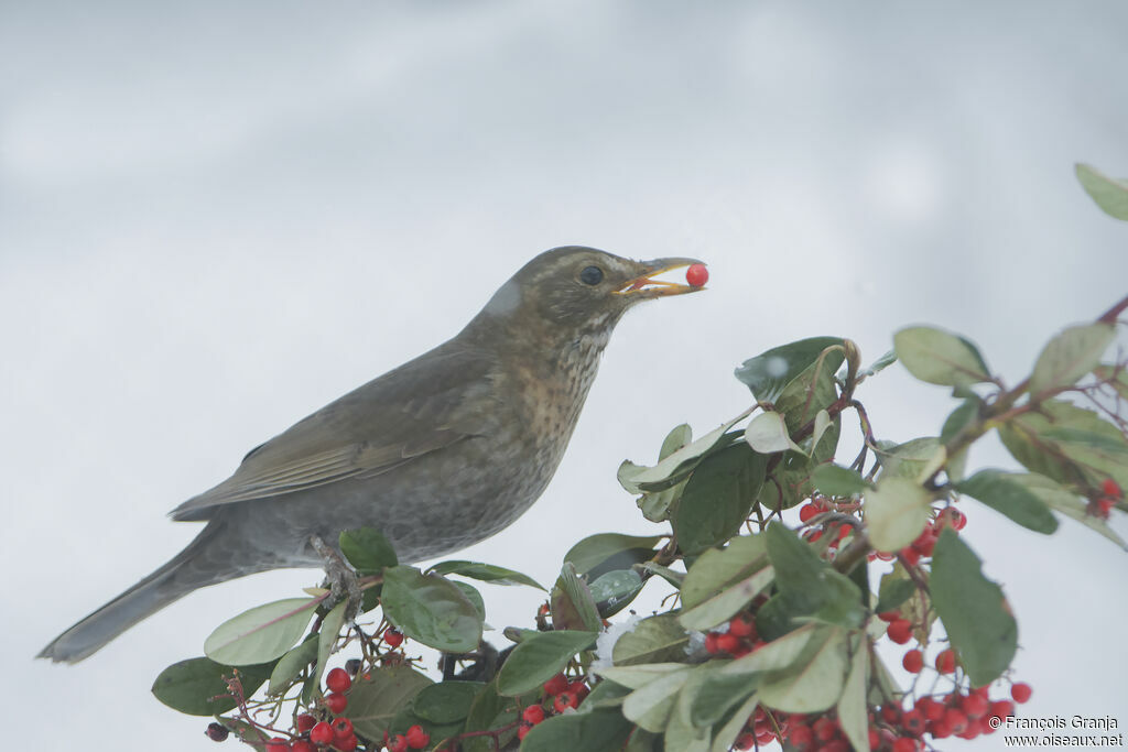 Common Blackbird female adult