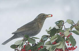 Common Blackbird