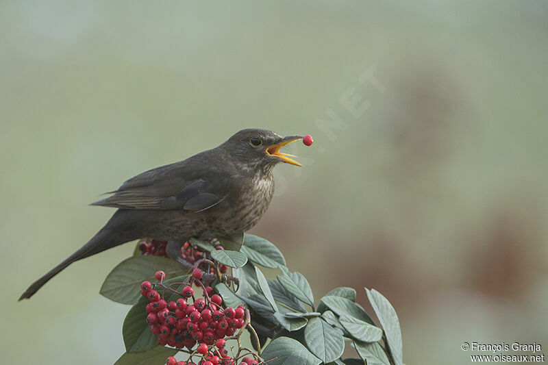 Common Blackbird female, Behaviour