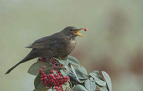 Common Blackbird