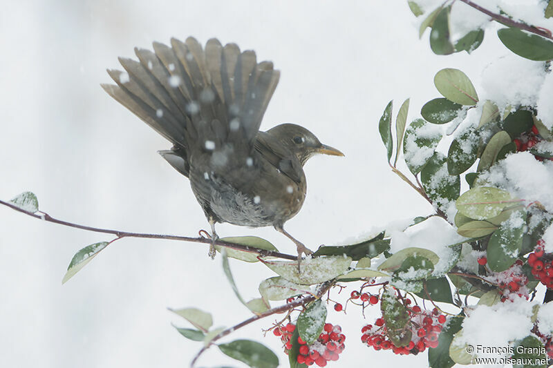 Common Blackbirdadult, Behaviour