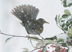 Common Blackbird