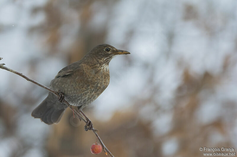 Common Blackbird female adult, Behaviour