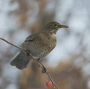 Common Blackbird