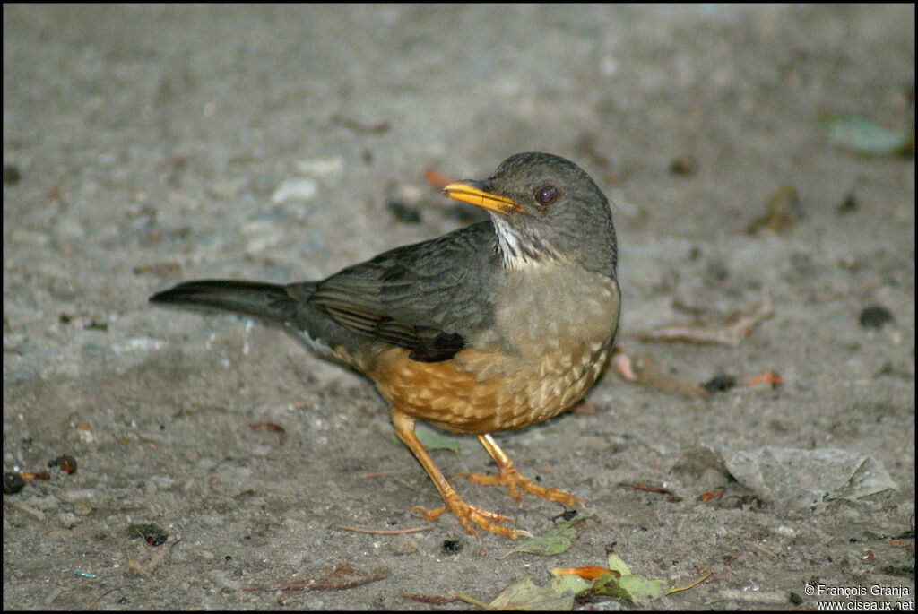 Olive Thrush